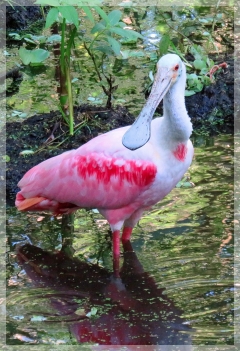 roseate spoonbill - corkscrew swamp