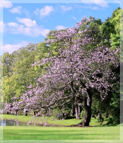 silk floss tree