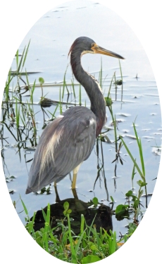 tri-colored heron