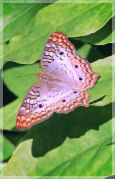 white peacock butterfly