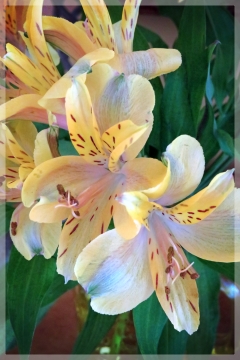 alstromeria - Peruvian lily