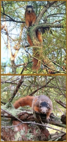 Big Cypress Fox Squirrel