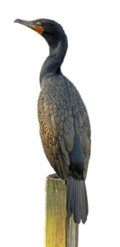 cormorant