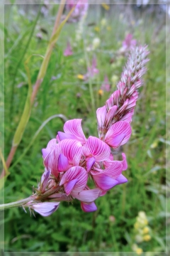 sanfoin - Onobrychis viciifolia