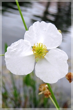 duck potato - arrowhead