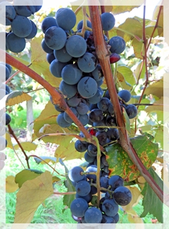 concord grapes