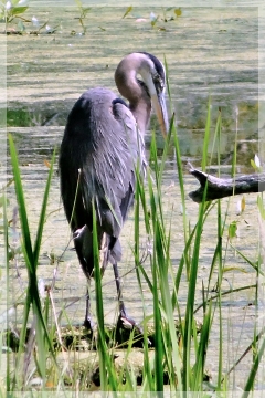 great blue heron