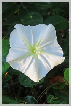 moonflower