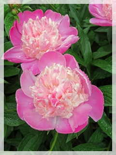 peony