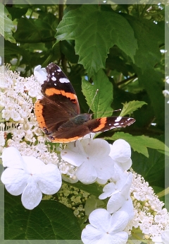 red admiral butterfly