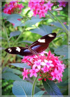 sara longwing butterfly