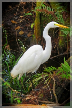 great egret