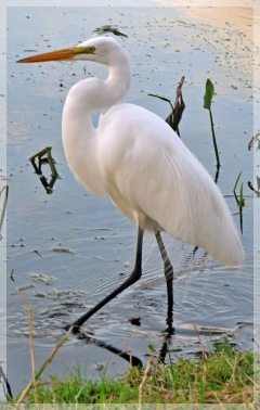 great egret