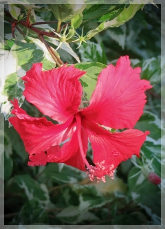 hibiscus