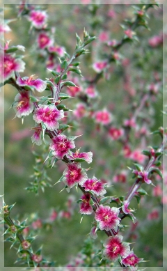 Russian thistle - tumbleweed