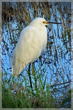 snowy egret