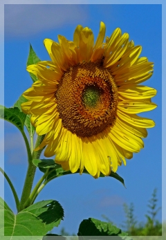 sunflower