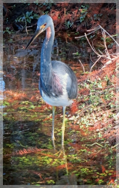tri-colored heron