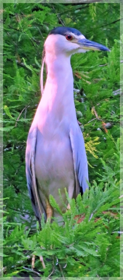black-crowned night heron