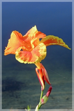 canna - bandana of the everglades
