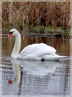 mute swan