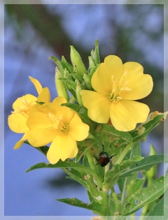 evening primrose