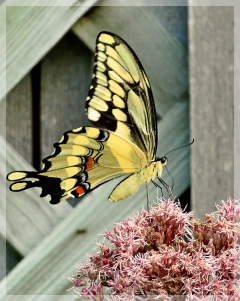 giant swallowtail butterfly