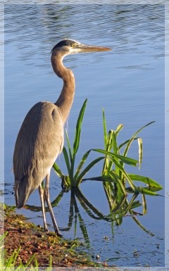 great blue heron