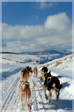 sled dogs mushing