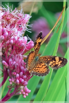 pearl crescent butterfly