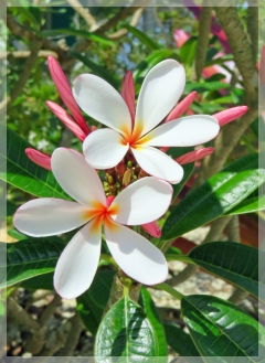 plumaria