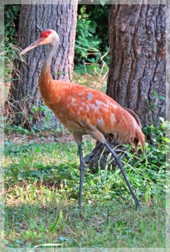 sandhill crane