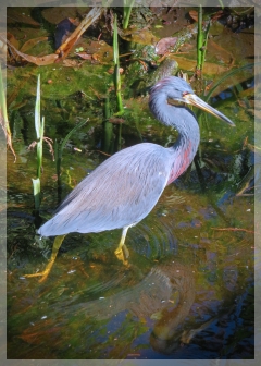 tri-colored heron