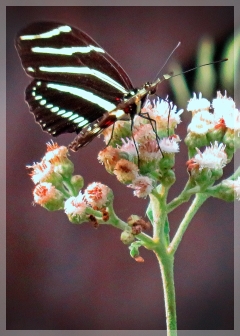 zebra longwing butterfly