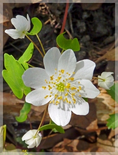 rue anemone