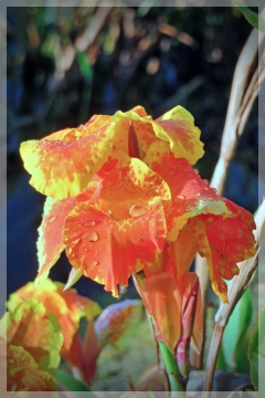 canna - bandana of the everglades