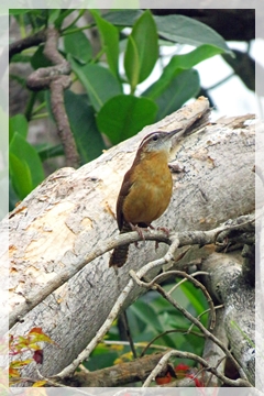 carolina wren