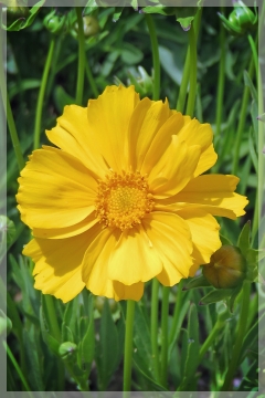 coreopsis