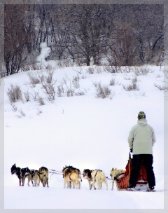 dog sledding