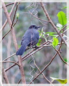 gray catbird