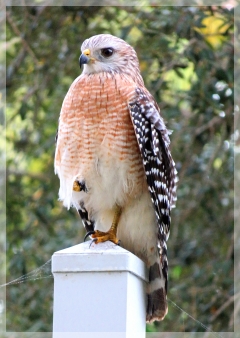 red shouldered hawk