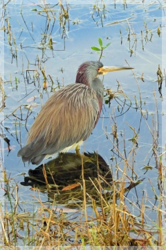 tri-colored heron