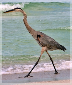 Great Blue Heron