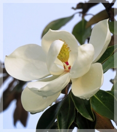 magnolia