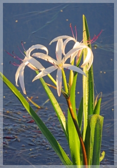 swamp lily