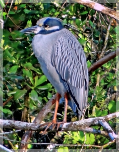yellow-crowned night heron