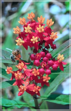 butterfly weed