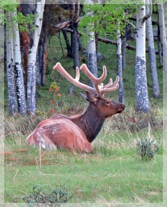 elk
