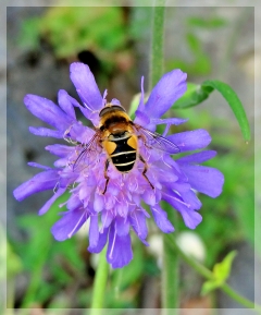 field scabious - bee
