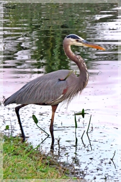 great blue heron